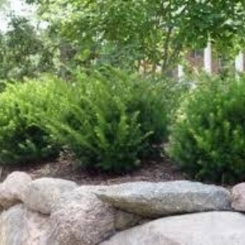 Taxus x media 'Tauntonii' - Taunton Yew