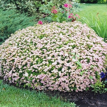 Spiraea japonica 'Little Princess' - Little Princess Spirea