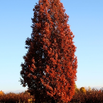 Quercus x bimundorum 'Crimschmidt' - Crimson Spire ™ Oak