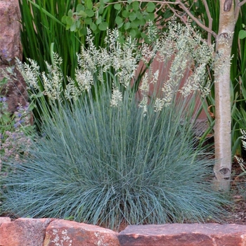 Festuca idahoensis - 'Siskiyou Blue' Idaho Blue Fescue
