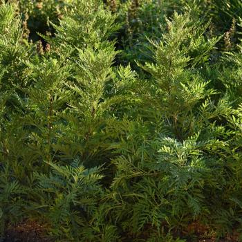 Artemisia gmelinii - SunFern™ Olympia