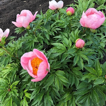 Paeonia ‘Roselette’ - Roselette Peony