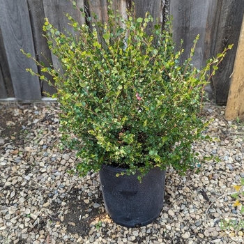 Betula nana - Dwarf Arctic Birch