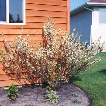 Prunus besseyi - Western Sand Cherry