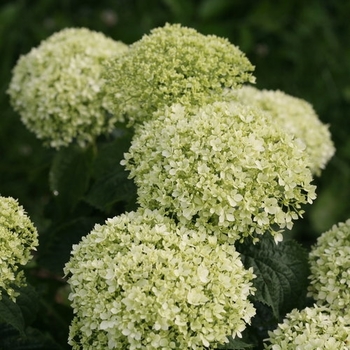 Hydrangea arborescens 'Invincibelle Limetta.' - Invincibelle Limetta Hydrangea