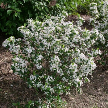 Aronia melanocarpa 'Low Scape Snowfire' - Low Scape Snowfire Chokeberry