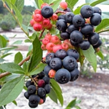 Vaccinium - 'Nocturne' Blueberry