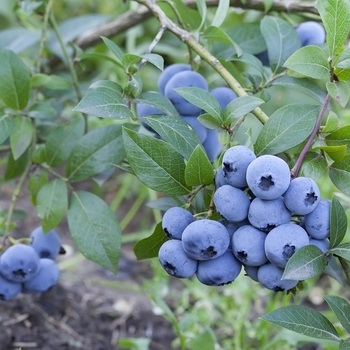 Vaccinium corymbosum - 'Sweetheart' Highbush Blueberry