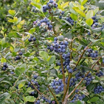 Vaccinium corymbosum - 'Patriot' Blueberry