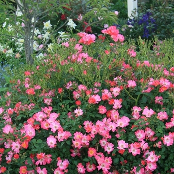 Rosa meijoces 'Pink Drift' - Pink Drift Rose