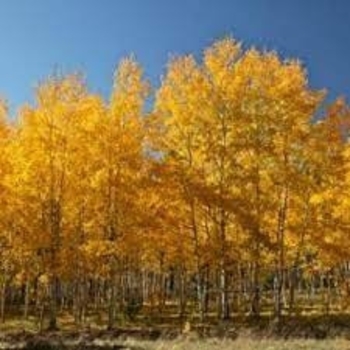 Populus 'Klaus Select' - Summer Shimmer Aspen