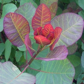 Cotinus coggygria - Old Fashioned Smoke Tree