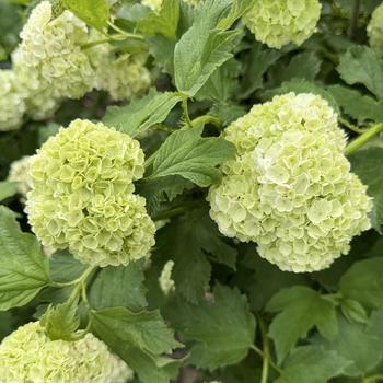Viburnum opulus 'Roseum' - European Snowball Bush