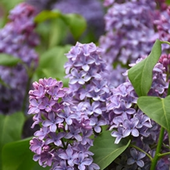 Syringa vulgaris ''President Lincoln'' - President Lincoln Lilac