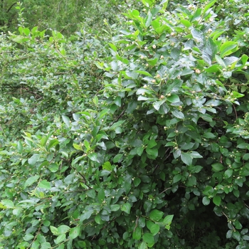 Cotoneaster acutifolius ''Peking'' - Peking cotoneaster