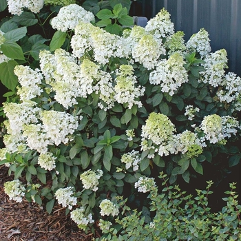 Hydrangea paniculata - Bobo®