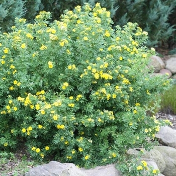Potentilla fruticosa - 'Jackmanii' Potentilla