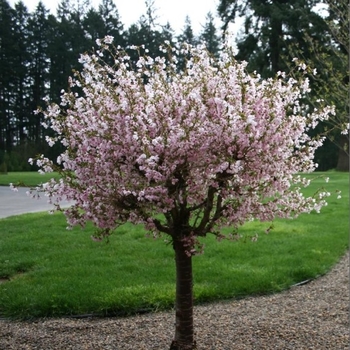 Prunus incisa 'Little Twist' - Little Twist Fuji Cherry