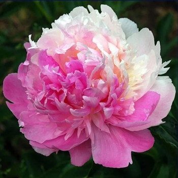 Paeonia lactiflora 'Mr. Ed' - Mr. Ed Peony