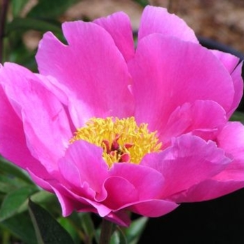 Paeonia lactiflora 'Sparkling Star' - Sparkling Star Peony