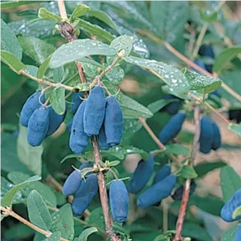 Lonicera 'Berry Blue' - Berry Blue Honeyberry