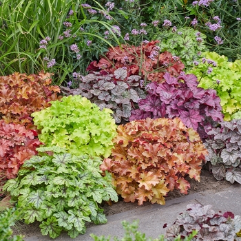 Heuchera (Assorted Coral Bells) - Assorted Coral Bells