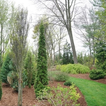 Thuja occidentalis - Sting® Arborvitae