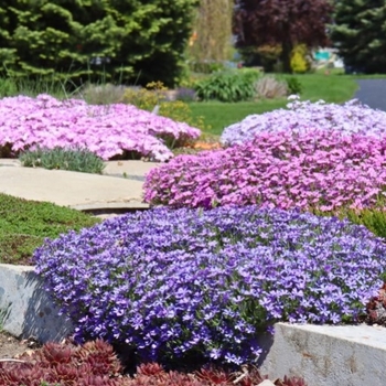 Phlox subulata - Assorted Creeping Phlox