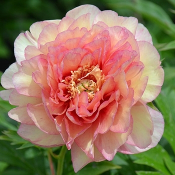 Paeonia 'Scrumdiddlyumptious' - Scrumdiddlyumptious Itoh Peony