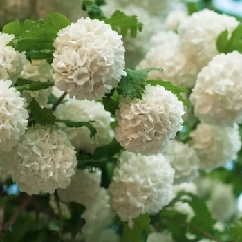 Viburnum opulus 'Roseum TF' - Snowball Viburnum Tree Form
