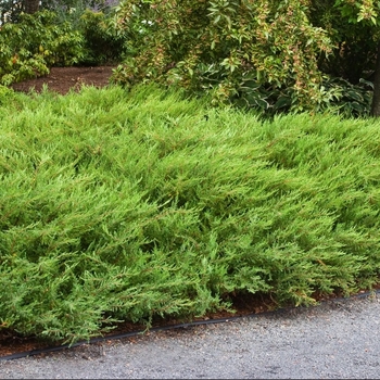 Juniperus communis 'Mondap' - Alpine Carpet Juniper