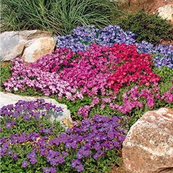 Aubrieta - Rock Cress