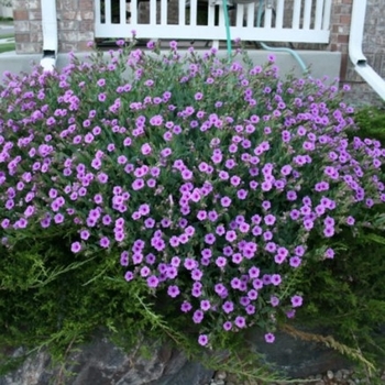 Mirabilis multiflora - Wild Four O'Clock