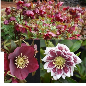 Helleborus - Assorted Hellebores