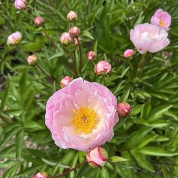 Paeonia ‘Roselette’ - Roselette Peony