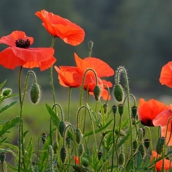Papaver orientale - Oriental Poppy