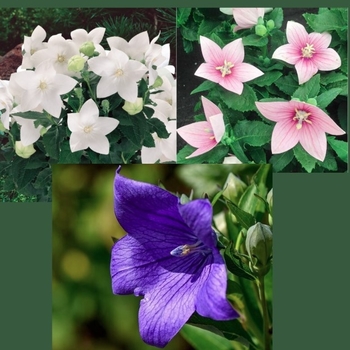 Platycodon grandiflorus - Assorted Balloon Flower