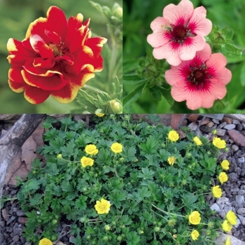 Potentilla hybrid - Assorted Cinquefoil