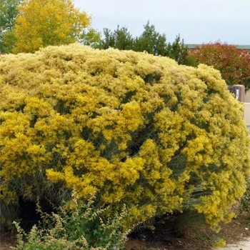 Chrysothamnus nauseosa - Rubber Rabbitbrush