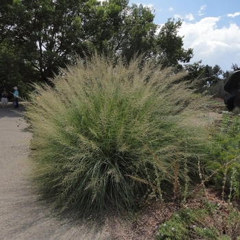 Sporobolus wrightii - Giant Sacaton