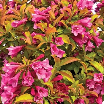 Weigela - Prism&trade; Magic Carpet Weigela