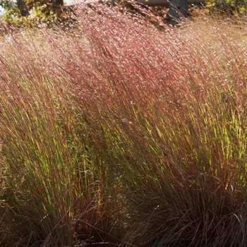 Schizachyrium scoparium - Blue Heaven™ Little Bluestem