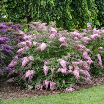 Buddleia - Pink Cascade Butterfly Bush