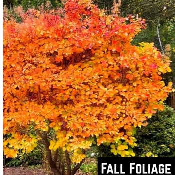 Cotinus coggygria - Golden Spirit Smoke Tree