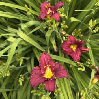 Hemerocallis - 'Pardon Me' Daylily