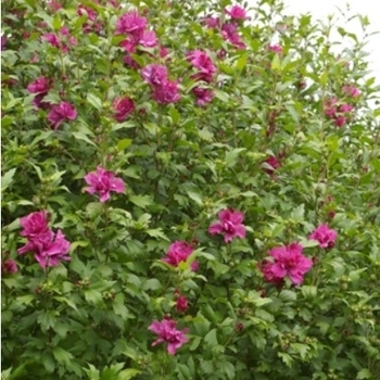 Hibiscus syriacus 'Collie Mullens' - Collie Mullens Hibiscus