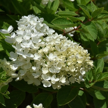 Hydrangea paniculata 'Bombshell' - Bombshell Hydrangea