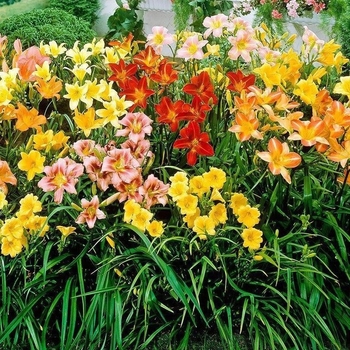 Hemerocallis - Assorted Daylilly