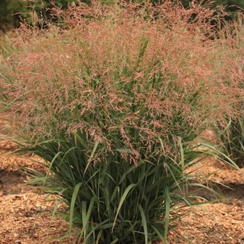 Panicum virgatum (Switch Grass) - Dream Catcher Smoky Rose