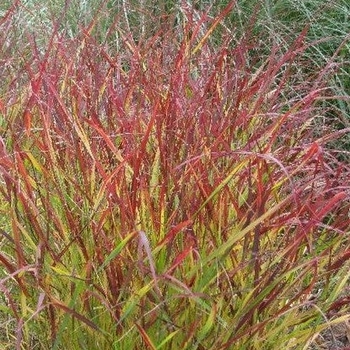 Panicum virgatum - 'Blood Brothers' Switch Grass